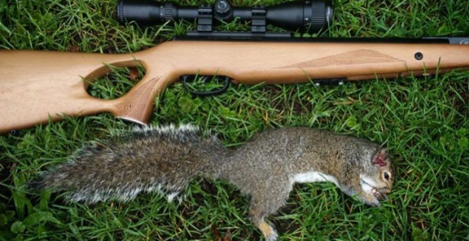 Best Air Rifles: Hunting Small Game [Squirrels & Rabbits]