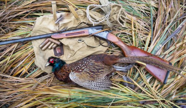 Pheasant-Hunting-Guide