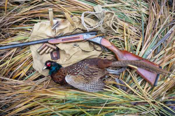 Pheasant-Hunting-Guide