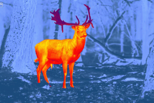 thermal imaging for hunting