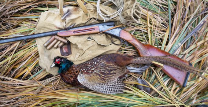 How to Hunt Pheasants: The No Shit Guide