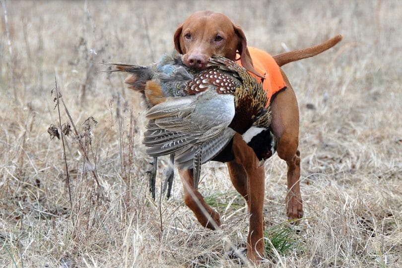best-pheasant-hunting-dog