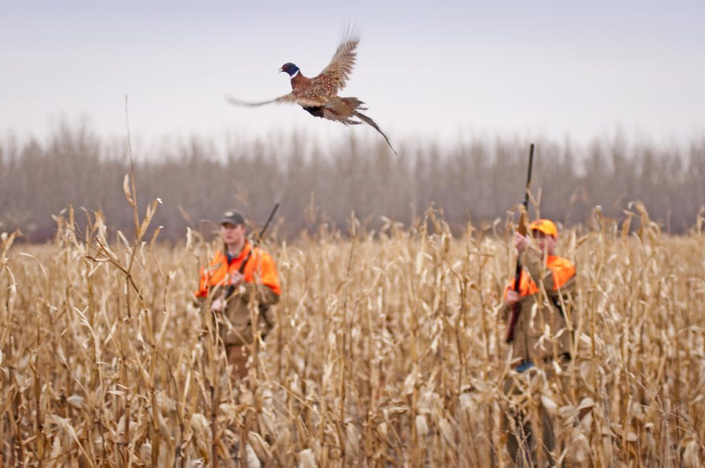 how-to-shoot-pheasants