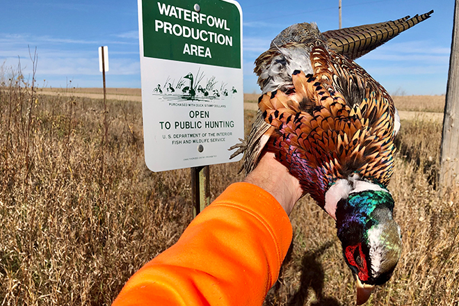where-to-hunt-pheasants