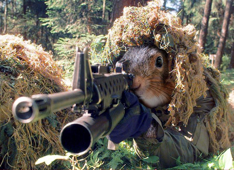 best pellet guns for squirrels